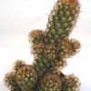 Mammillaria_elongata_'Copper_King'